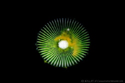 S N O O T #3 
Green algae (Acetabularia ryukyuensis) Ani... by Irwin Ang 